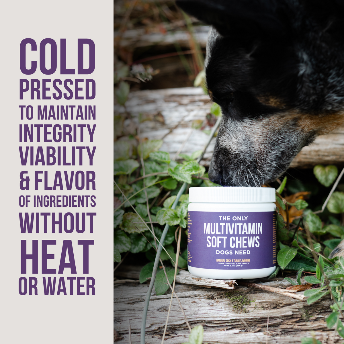 Natural multivitamin for dogs store