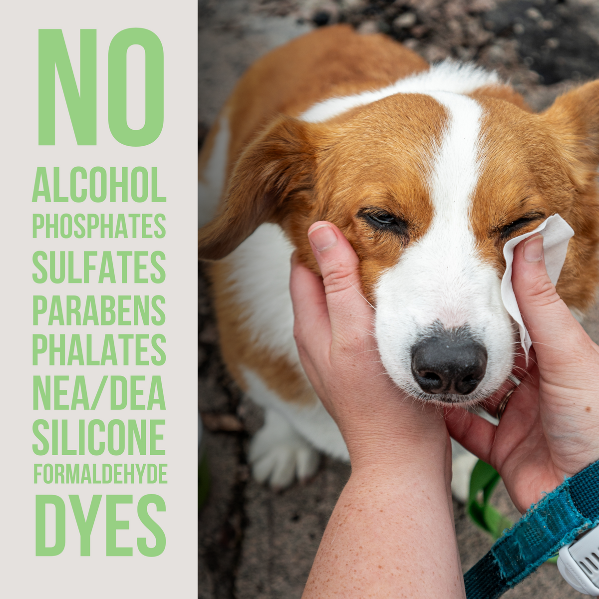 The Only Eye Tear Stain Remover Dogs Need Natural Rapport