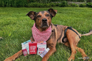 Chews Wisely: Selecting the Best Treats for Your Pup