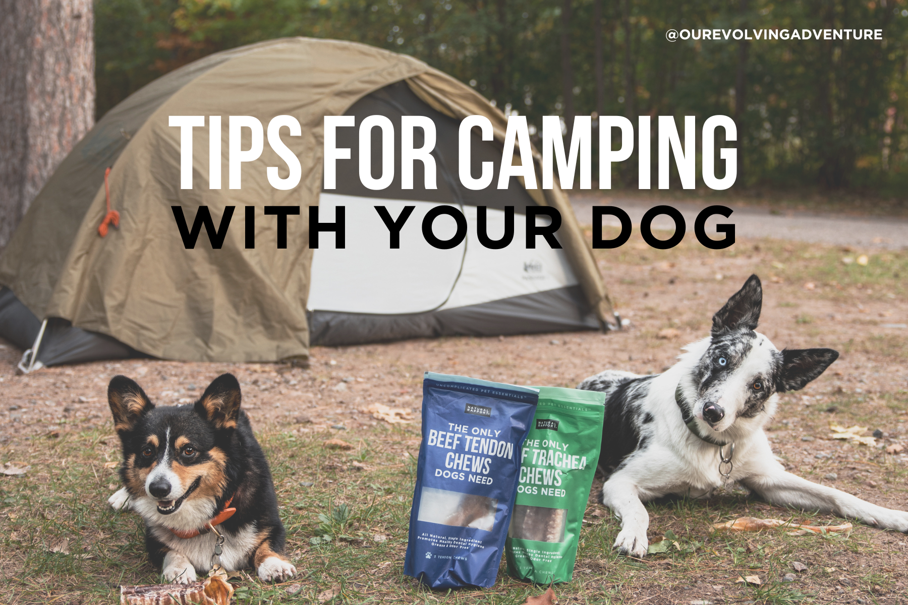 Camping with Dogs – Natural Rapport