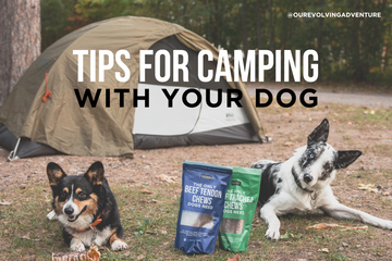 Camping with Dogs