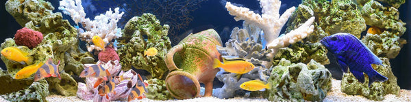 Aquarium & Fish Products