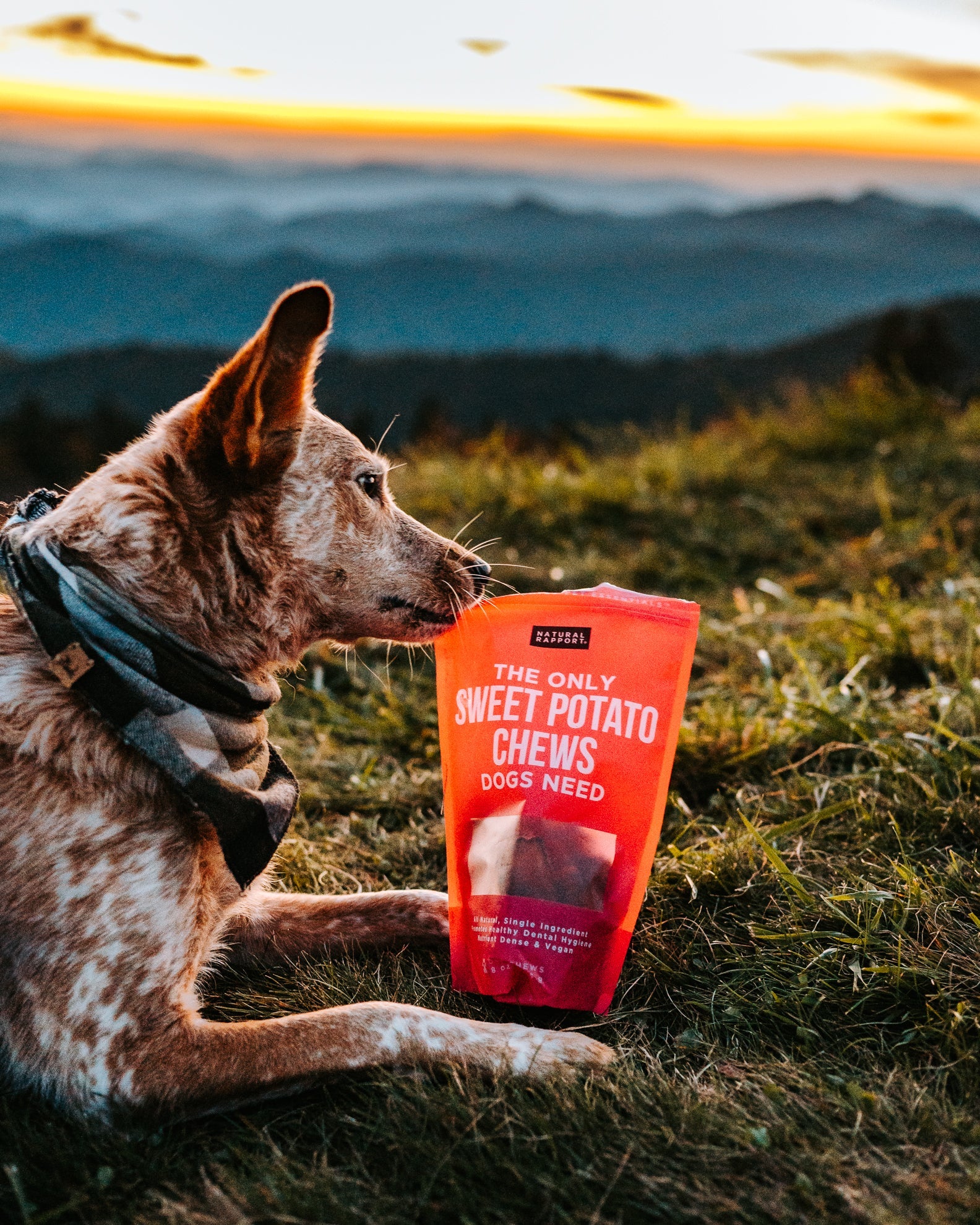 SWEET POTATO PROTEIN – Natural Rapport