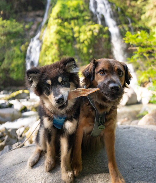 PURELY NATURAL CHEWS