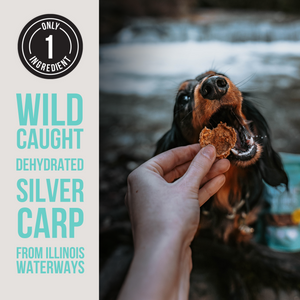 The Only Dehydrated Silver Carp Dogs Need - BULK