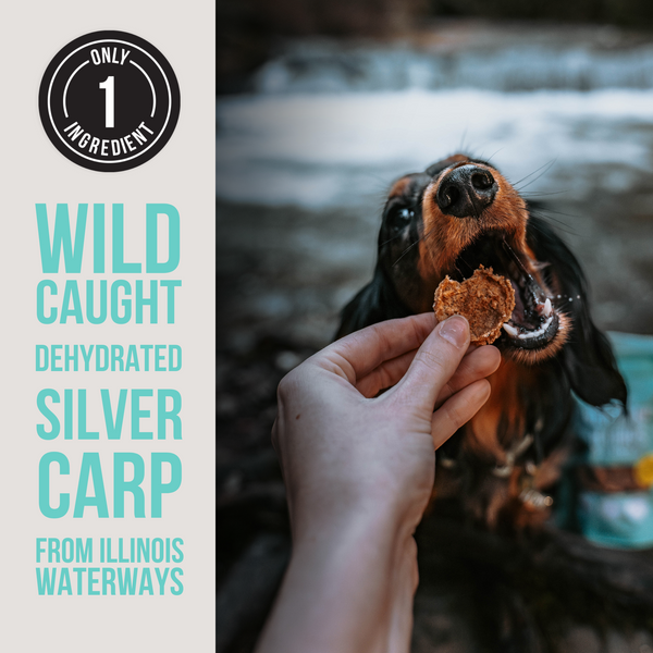 The Only Dehydrated Silver Carp Dogs Need - Wholesale