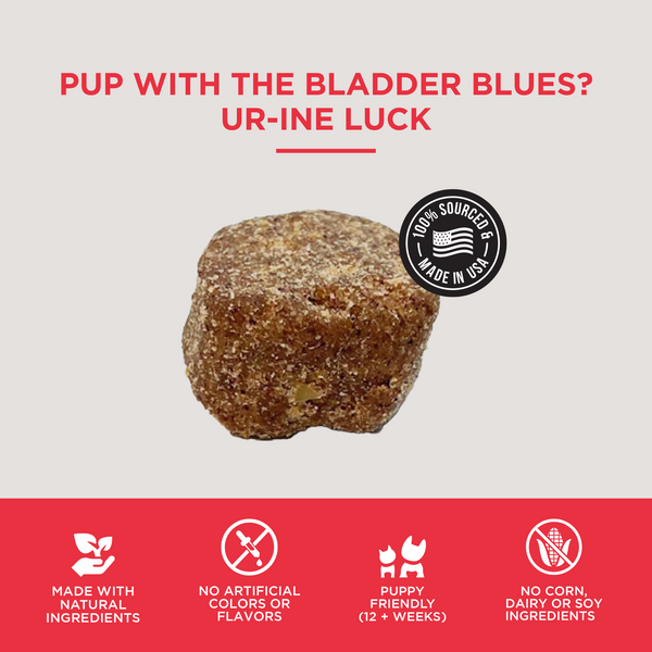 The Only Bladder Support Soft Chews Dogs Need