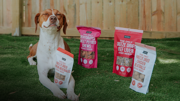 The Only Melatonin Calming Soft Chews Dogs Need