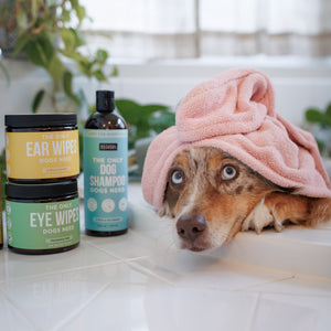 The Only Grooming Essentials Dogs Need