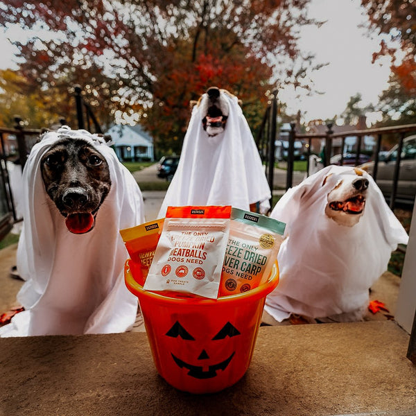 The Only Trick or Treat Bundle Dogs Need