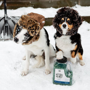 The Only Winter Paw Protection Dogs Need