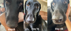 The Only Paw & Nose Balm Dogs Need