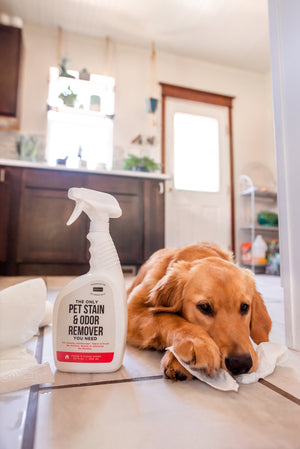 pet stain and odor remover spray for dogs and puppies